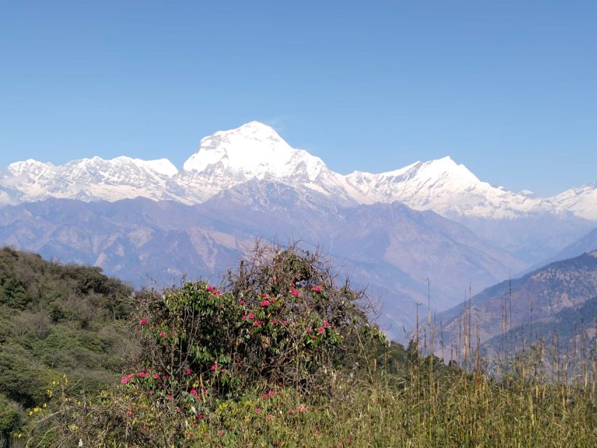 From Pokhara: 10-Day Poon Hill and Annapurna Base Camp Trek - Day 5: Crossing the Chhomrong Khola to Bamboo