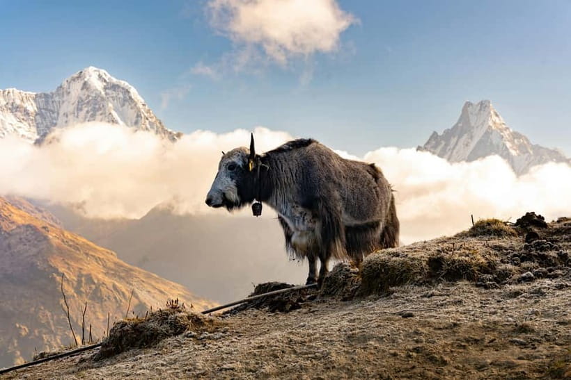 From Pokhara: 4-Day Mardi Himal Base Camp Trek - Day 4: Down through Siding and Lumre