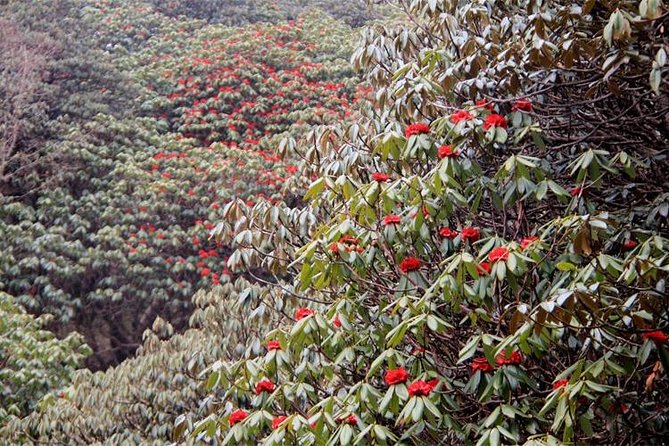 Ghorepani Poon Hill Trek - The early climb to Poon Hill