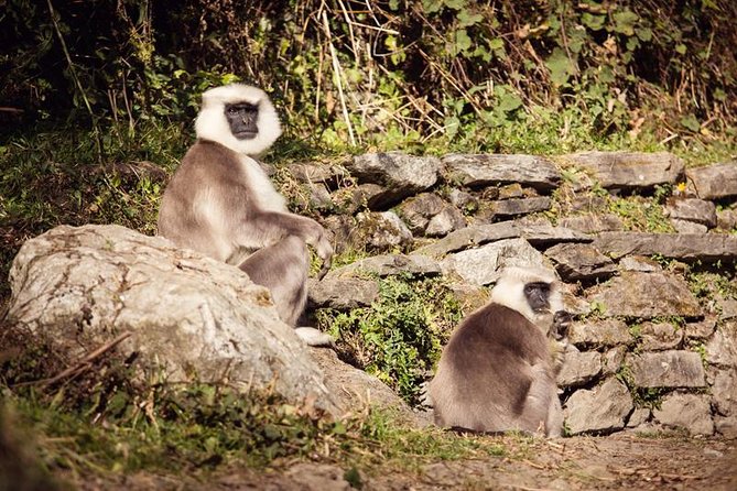 Ghorepani Poonhill Trek 5 Days from Pokhara - Guesthouses, meals, and porter support