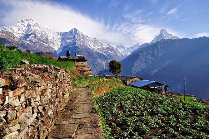 Ghorepani Poonhill Trek 5 Days from Pokhara - Day 2: Forest trails from Ulleri to Ghorepani