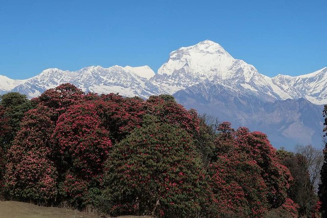 Ghorepani Poonhill Trek -8 Days - Nayapul, Ulleri, and the first real climb