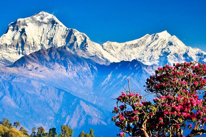 Ghorepani Poonhill Trek -8 Days - Returning from Ghandruk to Kathmandu