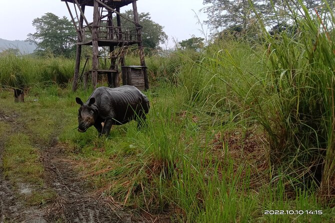 Jeep safari (4-5 hrs. Sharing) inside Chitwan National Park. - Wildlife chances, from rhinoceros to tiger