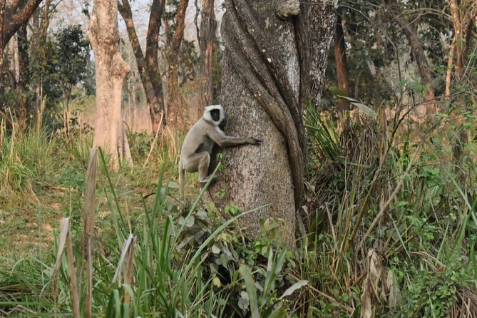 Jungle Towernight Stay: 4-Day Tour in Chitwan National Park - Day one: Kathmandu to Chitwan, then into the forest