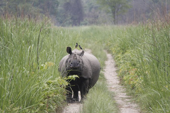 Jungle Towernight Stay In Chitwan National Park ,nepal-2 Nights 3 Days Package - Wildlife you might see, and what you should not expect