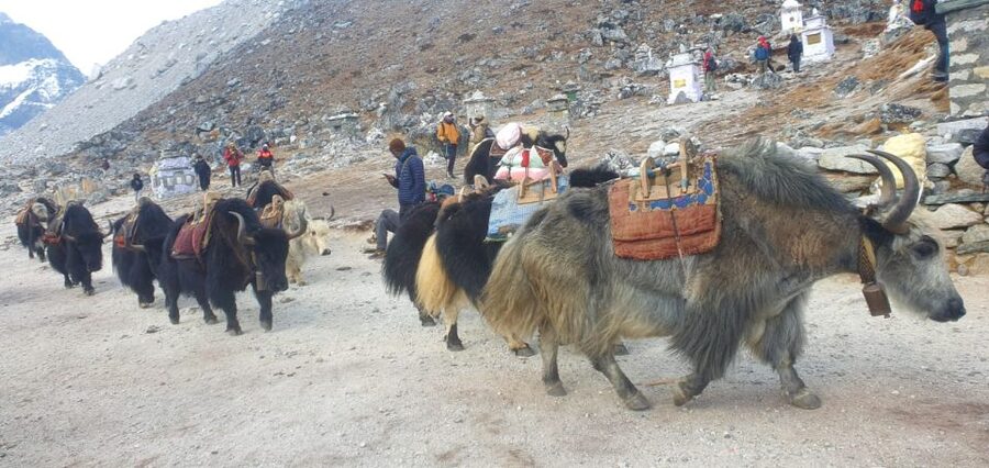 Kathmandu: 14-Day Everest Base Camp with Kala Patthar Trek - Guides, porters, and the human side