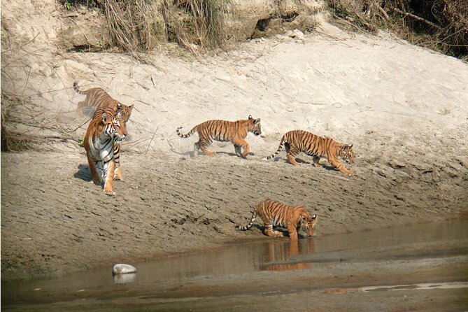 Kathmandu 2 Nights 3 Days Chitwan Jungle Safari Tour - Birds, rhinos, and the luck of the safari