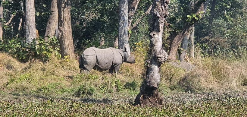 Kathmandu: 3-Day Chitwan Safari Tour with Hotel Transfers - Day two: canoeing, crocodiles, and a jeep safari