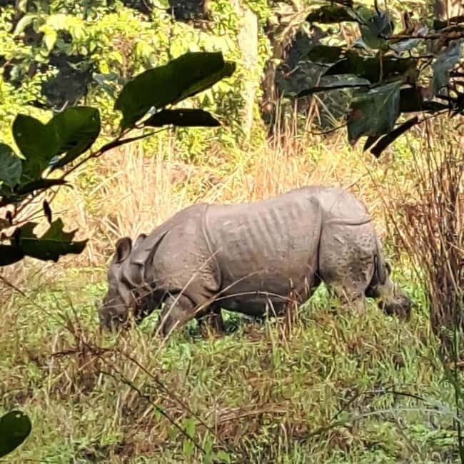 Kathmandu: 3-Day Chitwan Safari Tour with Hotel Transfers - Day one: river sunset, Tharu culture, and a gentle start