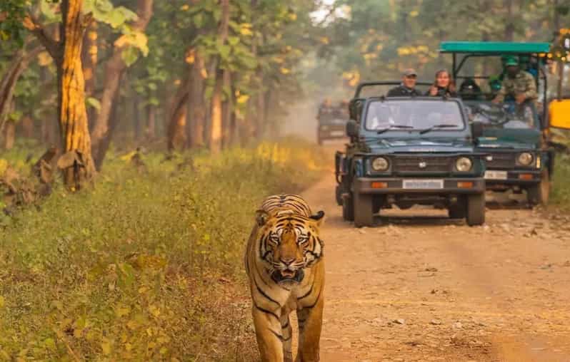 Kathmandu: 4-Day Private Chitwan National Park Safari Tour - Day three: choose a jungle walk or 20,000 Lake