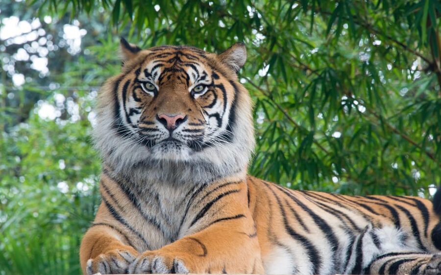 Kathmandu: 4-Day Private Chitwan National Park Safari Tour - Getting back to Kathmandu or continuing to Pokhara