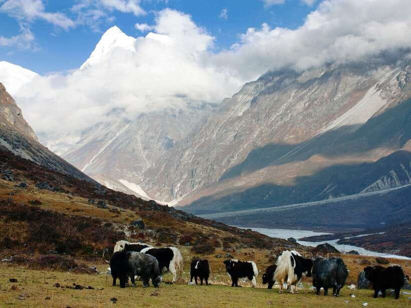 Kathmandu: 6 Days Langtang Valley Trek with Kyanjin Ri - Day 5: Thangsyap to Syabrubesi