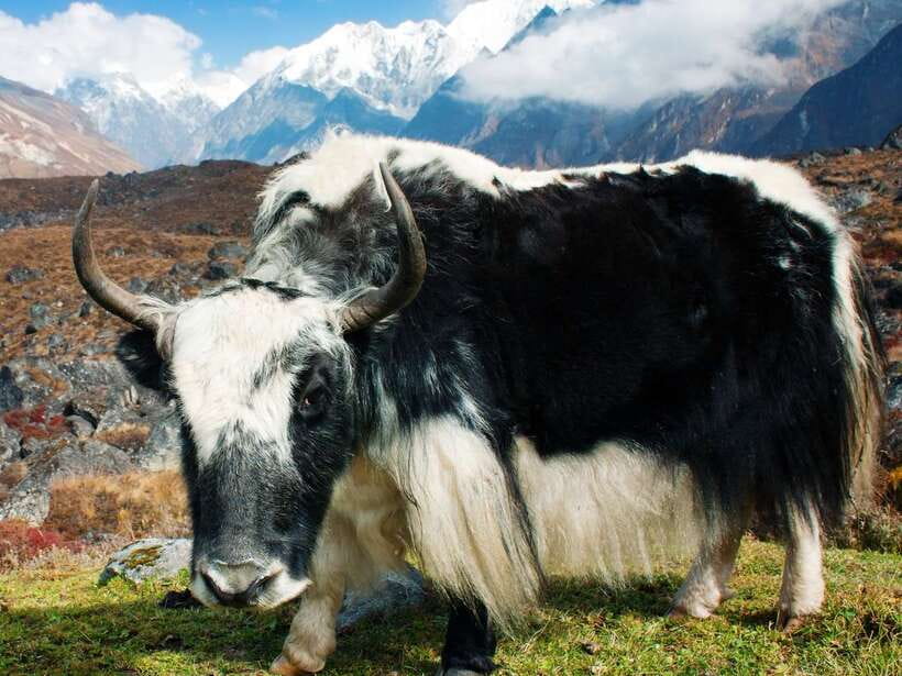 Kathmandu: 6 Days Langtang Valley Trek with Kyanjin Ri - What the $179 price really covers