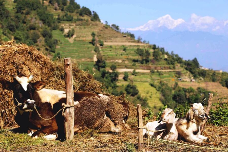 Kathmandu: Chisapani Nagarkot 3-Days 2-Nights Trek - Weather, fitness, and what to pack