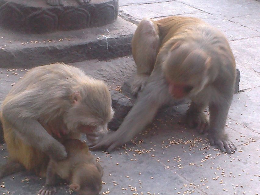 Kathmandu: Monkey Temple and Chandragiri Cable Car Ride Tour - Timing, weather, and what to bring