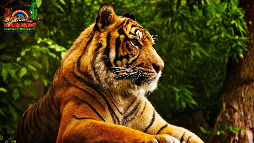 Kathmandu/Pokhara: 3 Day Chitwan Jungle Safari Tour - Booking details worth checking before you go