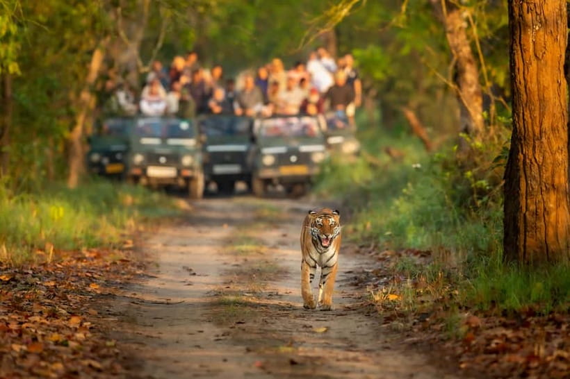 Kathmandu/Pokhara: 3 Day Chitwan Jungle Safari Tour - The long road from Kathmandu or Pokhara