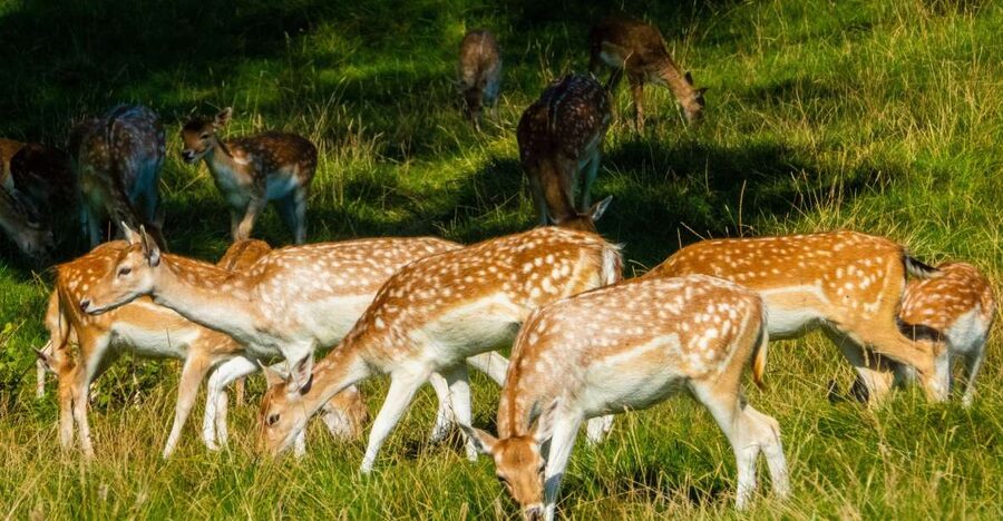 Kathmandu/Pokhara: Wildlife, Culture and Jungle Safari Tour - Chitwan beyond the safari vehicle