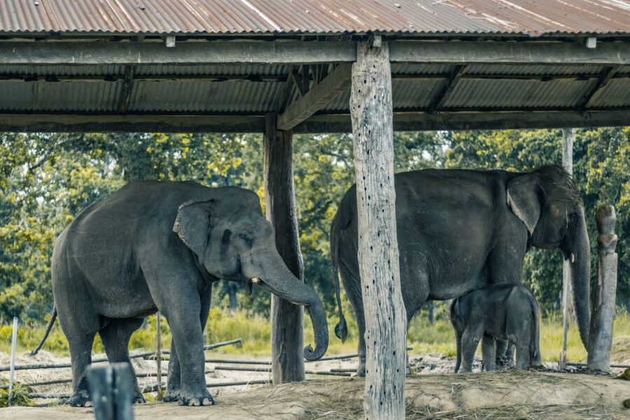 Kathmandu/Pokhara: Wildlife, Culture and Jungle Safari Tour - Guides, hotels, and the level of service