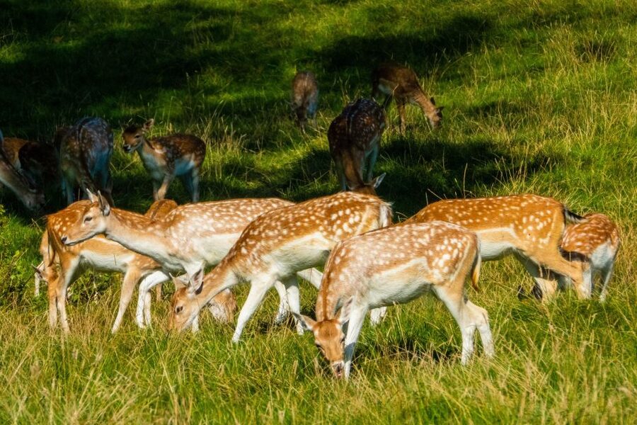 Kathmandu/Pokhara: Wildlife, Culture and Jungle Safari Tour - From Kathmandu or Pokhara to Sauraha