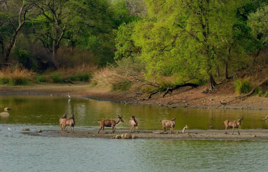 Kathmandu/Pokhara: Wildlife, Culture and Jungle Safari Tour - The Jeep safari and the search for rhinos