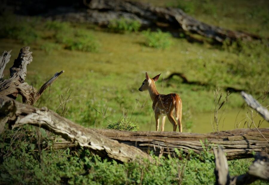 Kathmandu/Pokhara: Wildlife, Culture and Jungle Safari Tour - Elephant rides and an important ethical question