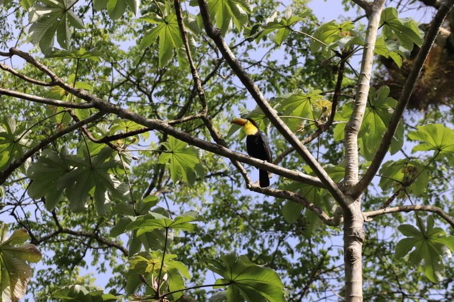 Kathmandu/Pokhara: Wildlife, Culture and Jungle Safari Tour - A nature walk with room for smaller details