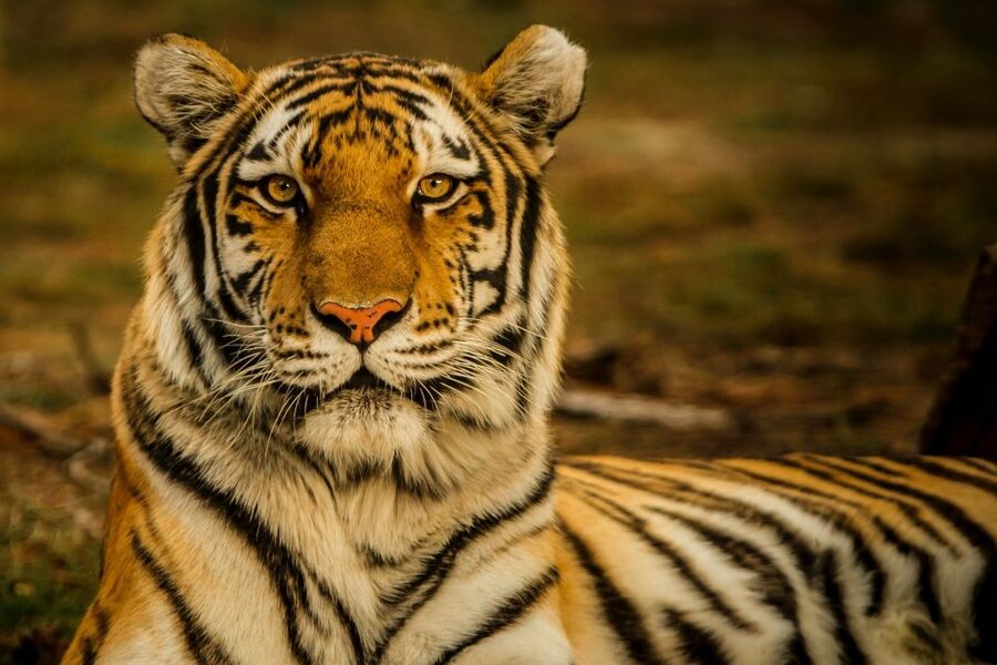 Kathmandu/Pokhara: Wildlife, Culture and Jungle Safari Tour - Tharu village life near Sauraha