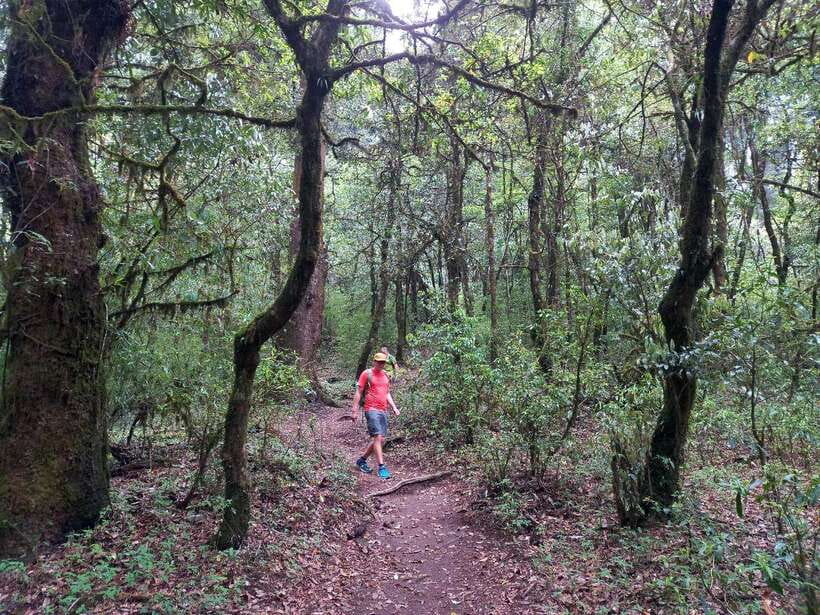 Kathmandu: Shivapuri Day Hike with Lunch - The final steps to Shivapuri Peak