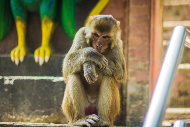 Kathmandu Valley Trek - Should you book the Chisapani and Nagarkot trek?