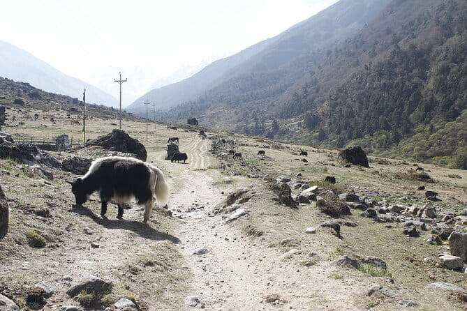 Langtang Trek from Kathmandu 7 Days - Why Langtang works in just seven days