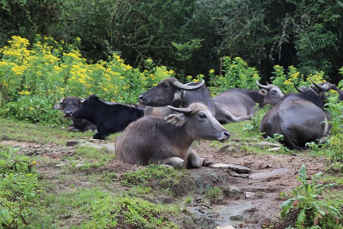 Mardi Himal Base Camp Trek (5 Days) - The Private Guide Makes A Difference