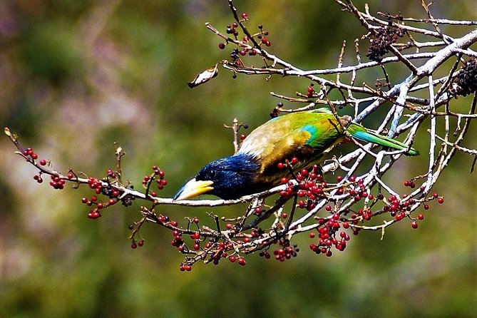 Nepal Birding - The Chitwan and Gadhi-Siraichuli version