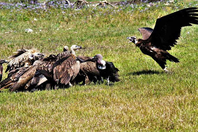 Nepal Birding - Who should book this birding day?