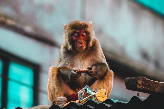 Nepal Cultural Highlights Tour in 10 Days - Day 6: Bird watching and the transition toward Lumbini