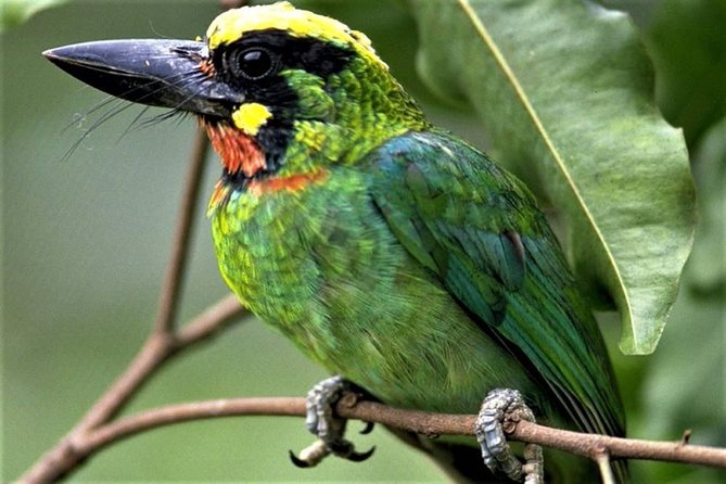 Phulchoki bird-watching tour - From Kathmandu to Godawari at 6:15 am
