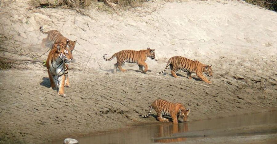 Pokhara: 1 Night 2 Day Chitwan Safari Tour - Key points to know before booking