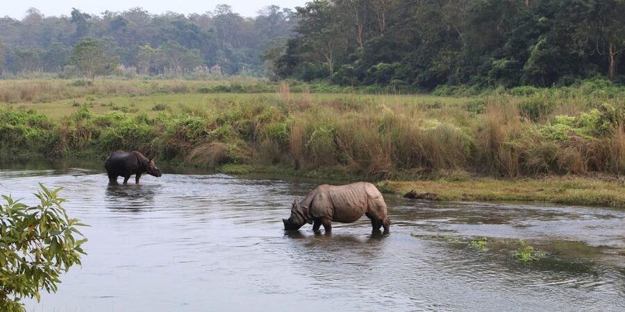 Pokhara: 1 Night 2 Day Chitwan Safari Tour - Why this short Chitwan trip works from Pokhara