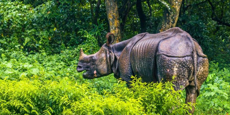Pokhara: 1 Night 2 Day Chitwan Safari Tour - Jeep safari: your main wildlife outing