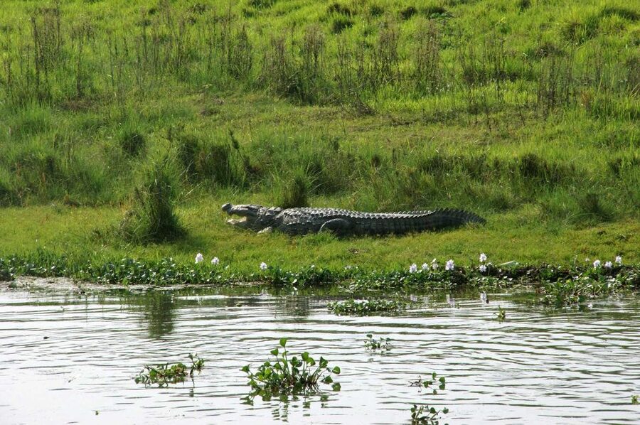 Pokhara: 1 Night 2 Day Chitwan Safari Tour - Nature walk and sunset tour