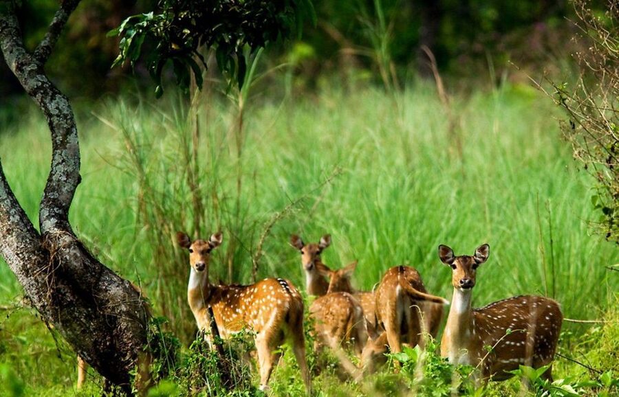 Pokhara: 1 Night 2 Day Chitwan Safari Tour - What the $129 price really buys you