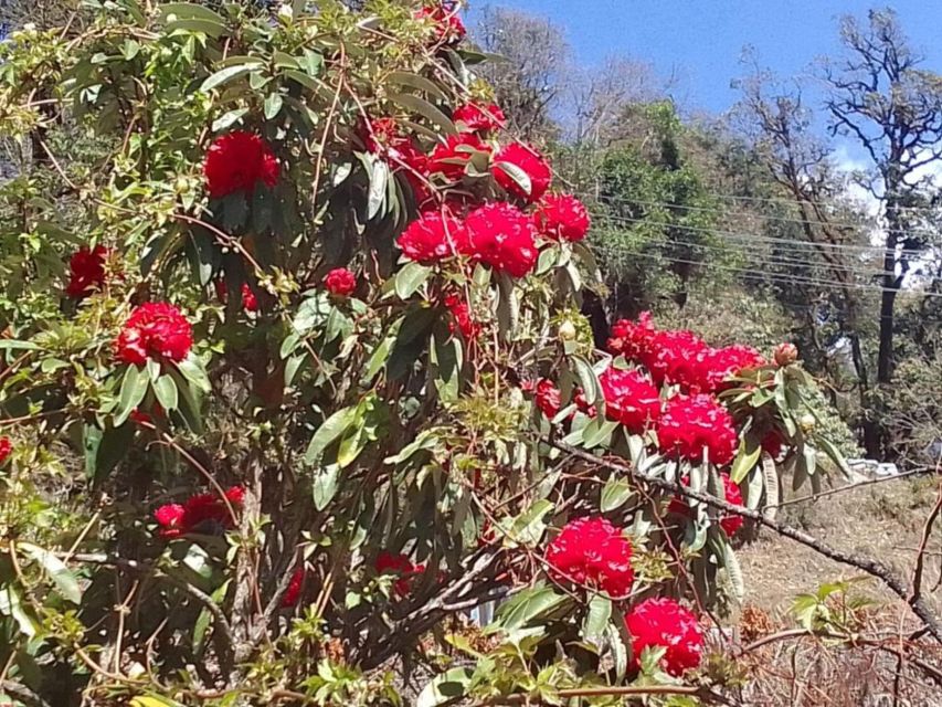 Pokhara: 3-Day Ghorepani, Poon Hill and Ghandruk Guided Trek - Day three: Gurung village life and the return to Pokhara