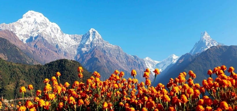 Pokhara: 4-Day Ghorepani, Poonhill & Ghandruk Mountain Trek - Ghorepani through rhododendron forest