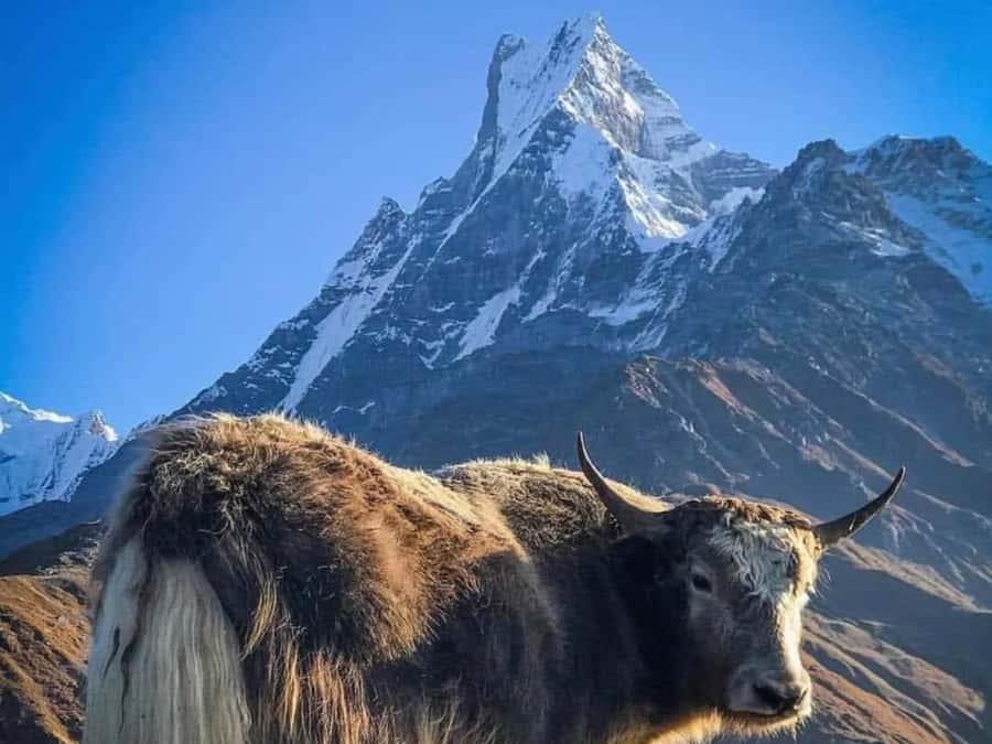 Pokhara: 4-Day Mesmerizing Mardi Himal Guided Trek - Why this four-day route works