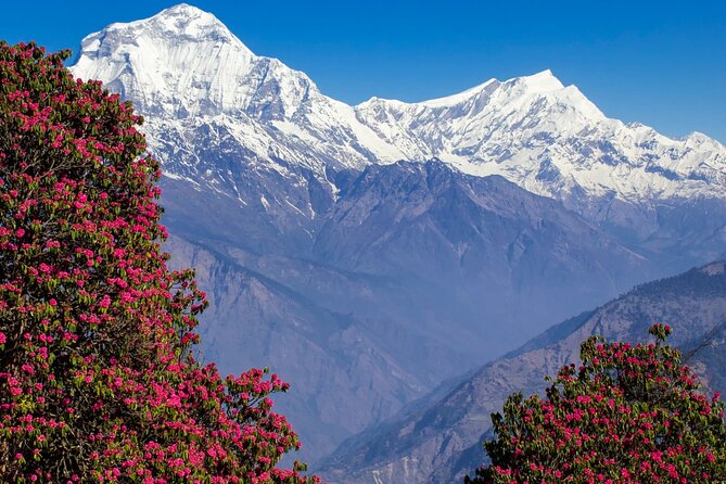Pokhara: 4 Days Poon Hill and Ghandruk Trek - Day 4: Ghandruk back to Pokhara