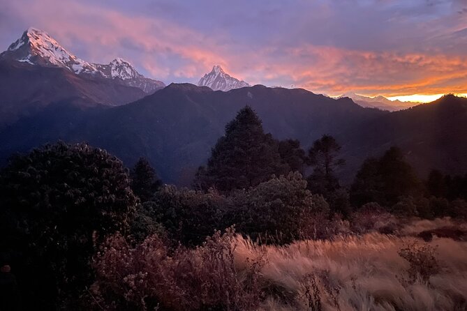 Pokhara: 4 Days Poon Hill and Ghandruk Trek - Day 2: Ulleri to Ghorepani through rhododendron forest