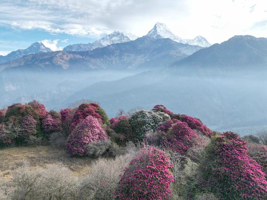 Pokhara: 7-Day Annapurna Base Camp Via PoonHill & Hot Spring - Day 4: Sinuwa to Deurali through bamboo and rhododendron
