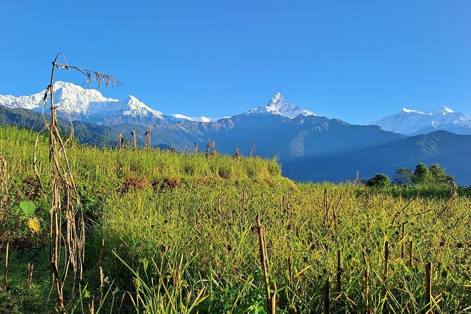 Pokhara: Easy Day Hike to Australian Camp & Dhampus Village - Timing, pickup, and what to prepare