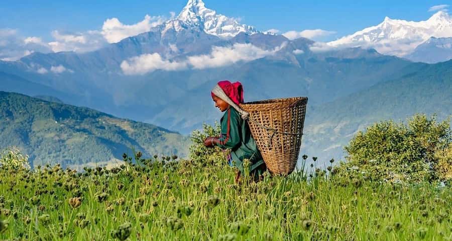 Pokhara: Guided Day Hike From Dampus To Australian Base Camp - What The $55 Price Really Covers